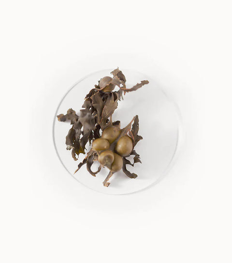 BIA Seaweed Soak